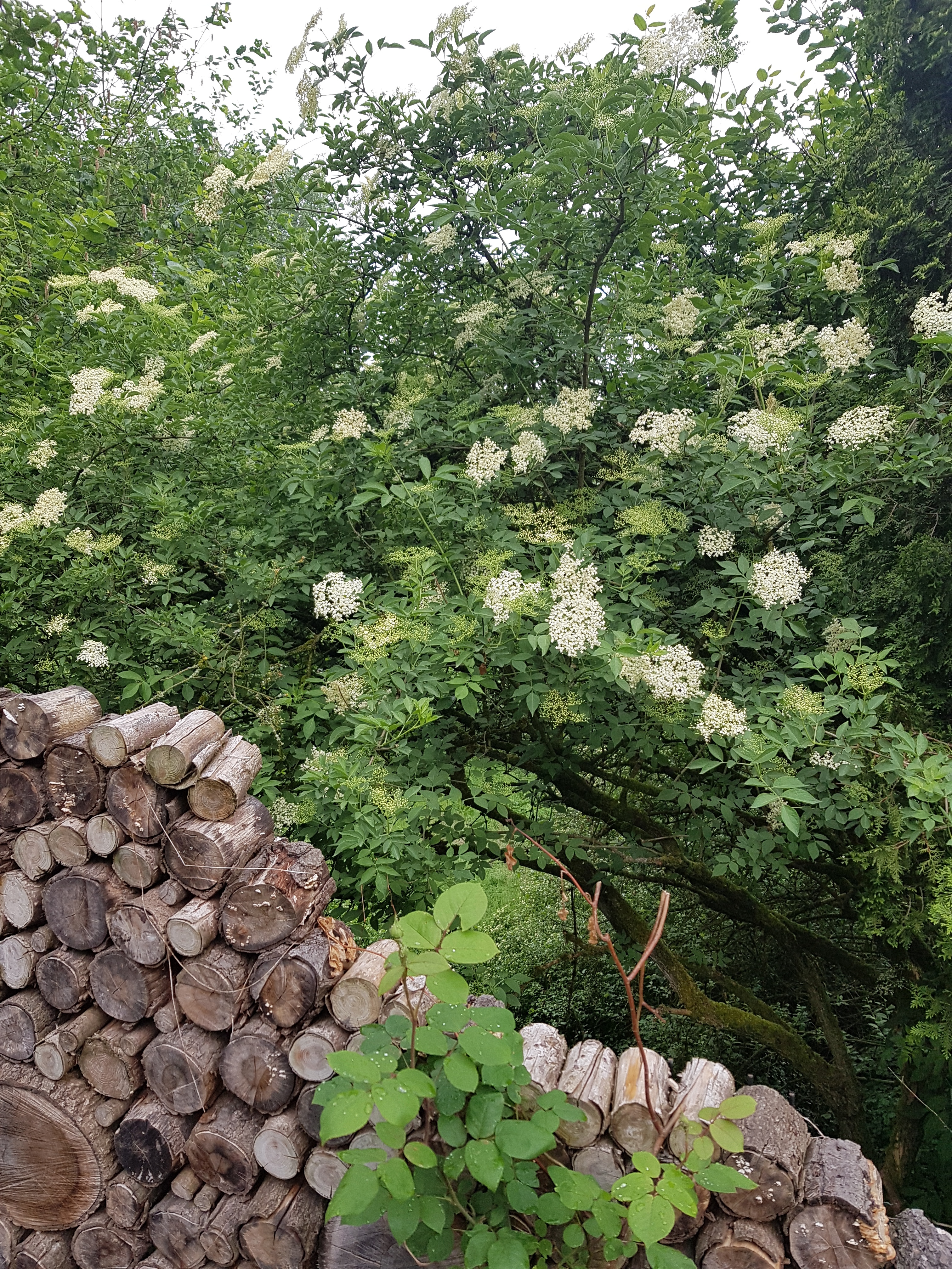 Holunderbaum Holler – die Blüte kann etwas „Holunder – Sambucus nigra“ – BeetSchwestern