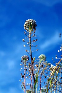 shepherds-purse-228362_640