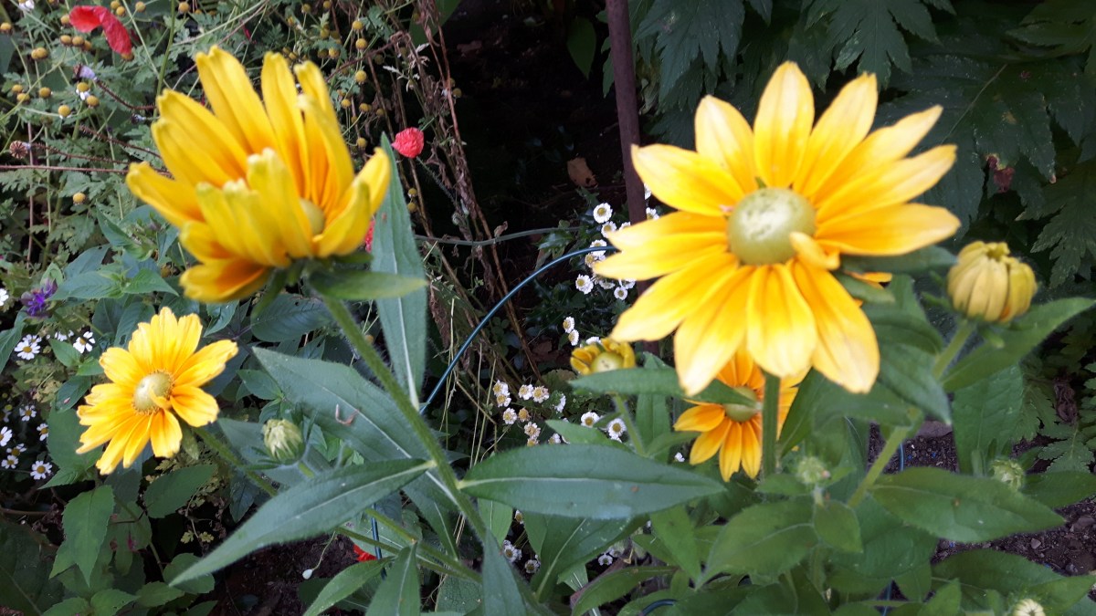 Gelbe Sommerblumen – BeetSchwestern