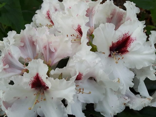 unterschied alpenrose rhododendron Alpenrose 'Roseum Elegans' - Rhododendron roseum Elegans main image 1